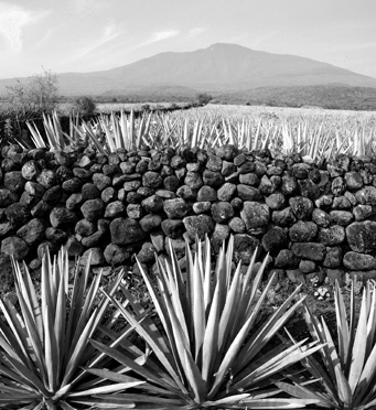 CD - Agave