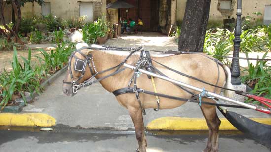 Manila gay horse