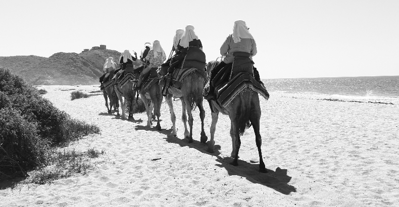 Camels in Cabo